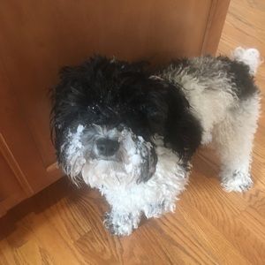 Meet your Posher, Lindsay